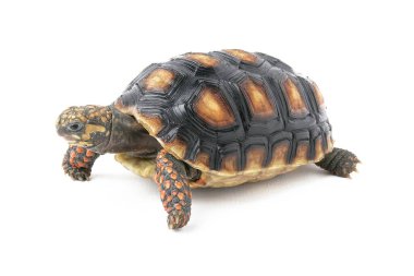 Kırmızı ayaklı kaplumbağa Amerika.