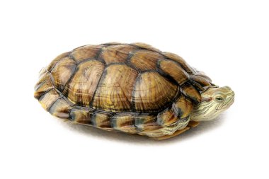 Kırmızı kulaklı kaygan kaplumbağa kaplumbağa Amerika Birleşik Devletleri.