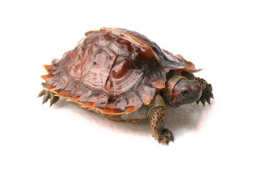 Asya yaprağı kaplumbağası.