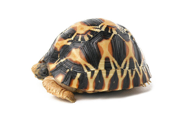 Индийская черепаха-черепаха-черепаха