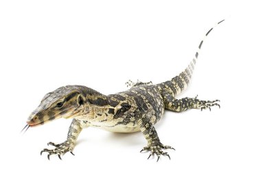 Varanus Salvator Su İzleyicisi Kertenkele Asya