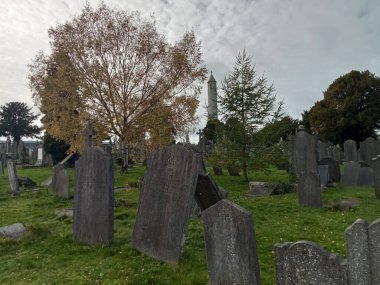 Ağaçların yaşamı 