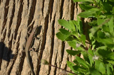 the life of an animal,