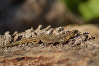 the life of an animal,