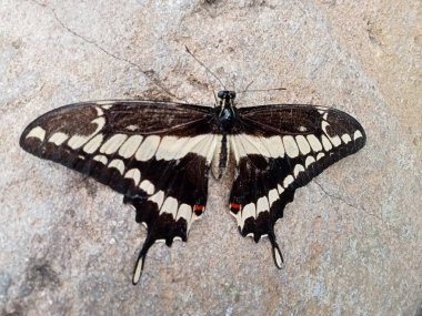  bir hayvanın hayatı