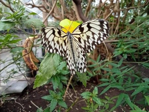 Life Butterflies — Stock Photo, Image