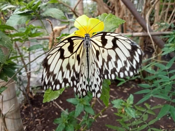 Das Leben Der Schmetterlinge — Stockfoto