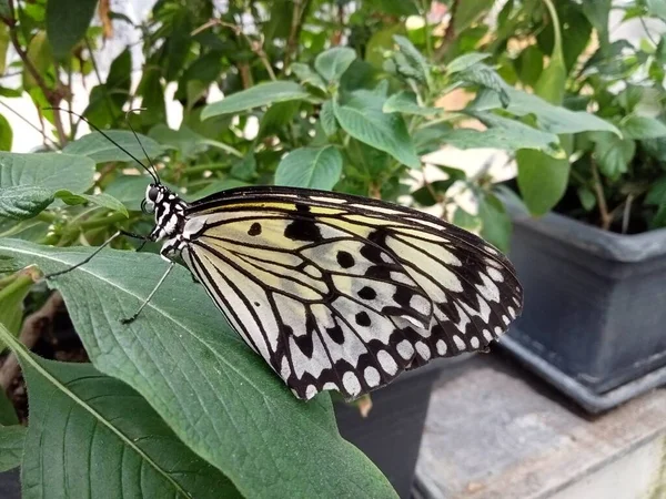 Das Leben Der Schmetterlinge — Stockfoto