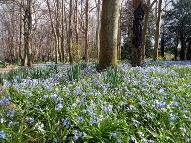 Ağaçların yaşamı