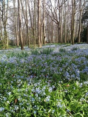 Ağaçların yaşamı