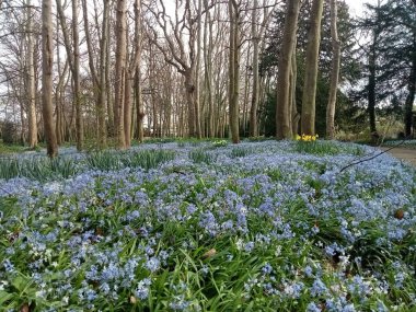 Ağaçların yaşamı