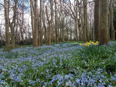 Ağaçların yaşamı