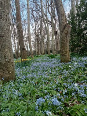 Ağaçların yaşamı
