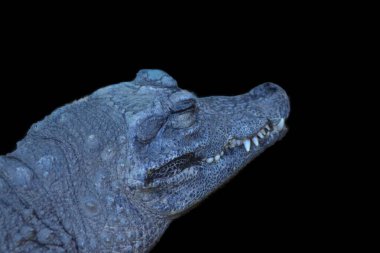 Hayvanların hayatı.