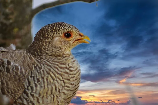 Kuşların Hayatı — Stok fotoğraf