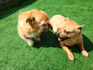 Köpeklerin hayatı.