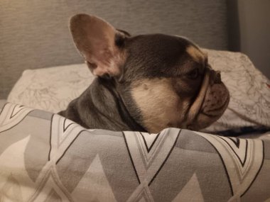 Hayvanların hayatı.