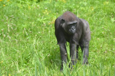İşte hayvanlar geliyor.