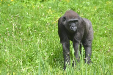 İşte hayvanlar geliyor.