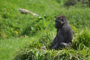 İşte hayvanlar geliyor.