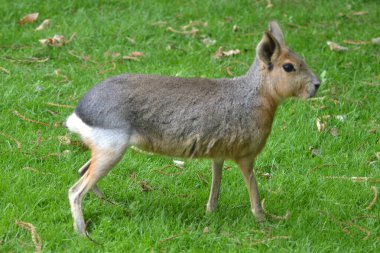 Hayvanların hayatı.