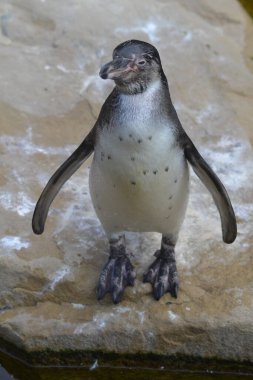 Kuşların hayatı.,