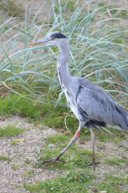 Kuşların hayatı.,