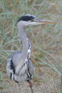Kuşların hayatı.,