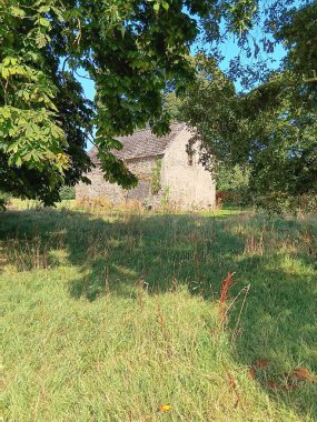 Ağaçların yaşamı