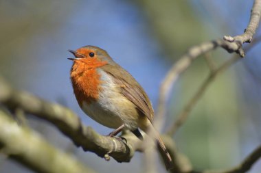 ardıçkuşlarının hayatı