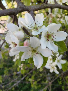 İşte çiçekler geliyor. 