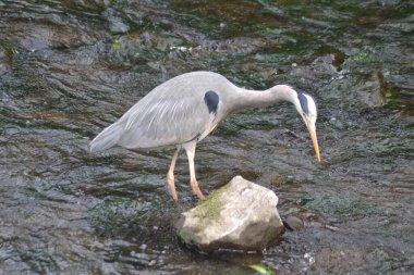Balıkçıl hayatı,