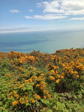 İşte daha fazla çiçek geliyor.
