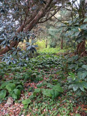 Bu odun da neyin nesi?