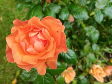 Doğanın dünyası.