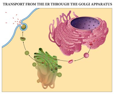 Transport from the ER through the Golgi Apparatus clipart