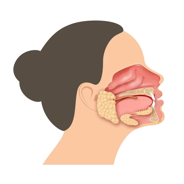 口の中の唾液腺 — ストック写真