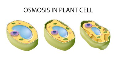 Diagram showing osmosis in plant cell clipart