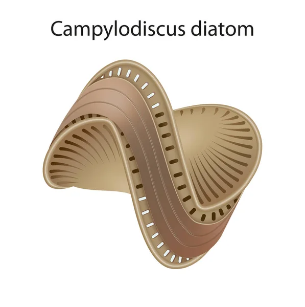 Illustrazione Del Diatomo Campilodisco — Foto Stock
