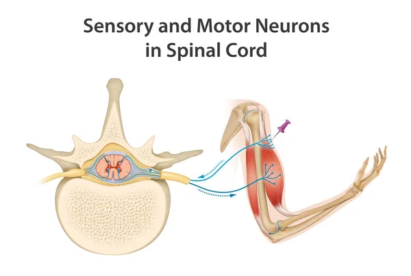 Neuroni Sensoriali Motori Nel Midollo Spinale — Foto Stock