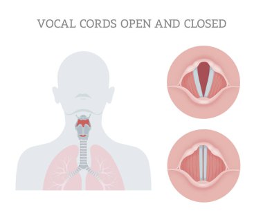 Vocal cords open and closed clipart
