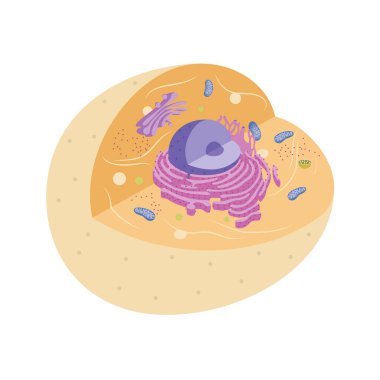 Illustration of animal cell with organelles clipart