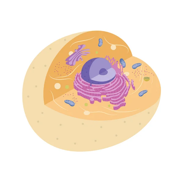 Illustration of animal cell with organelles