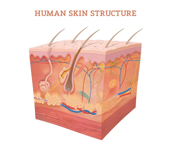 Anatomy Physiology Skin —  Fotos de Stock