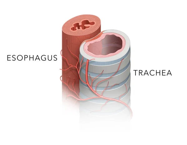 Anatomy Trachea Esophagus — Stockfoto