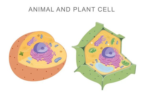Сравнение Клеток Животных Растений — стоковое фото