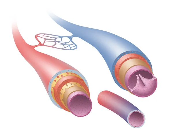 Struttura Arterie Vene Capillari — Foto Stock