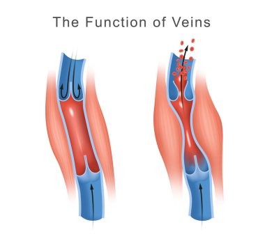 Structure and Function of veins clipart