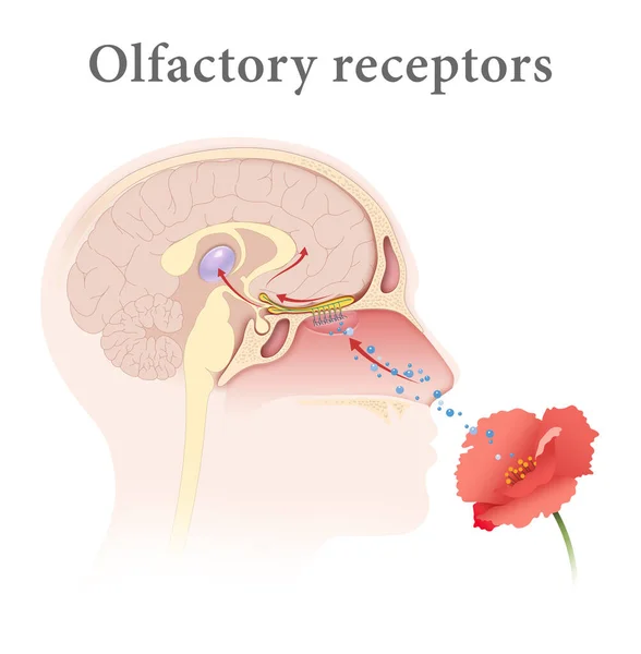 Mänskliga Olfactory Receptorer Och Pathway — Stockfoto