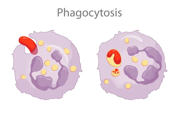 Fagocitose Processo Qual Uma Célula Engole Uma Partícula Digere — Fotografia de Stock